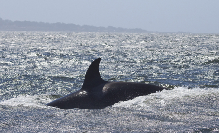 Monterey Bay Whale Watch